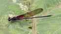 Hetaerina majuscula (Purplish Rubyspot) male.jpg